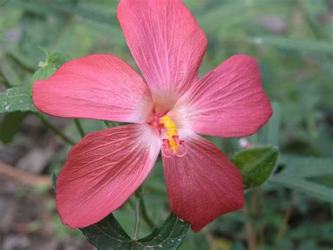 amberette musk mallow.